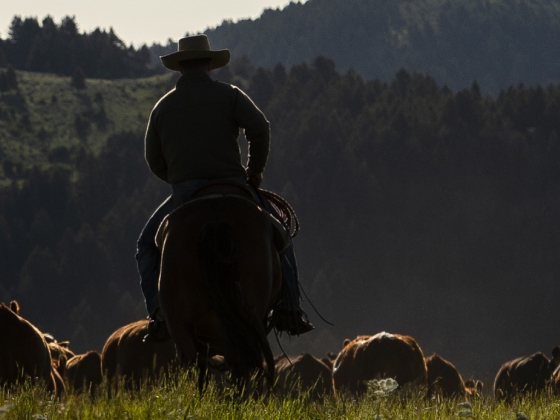 rider on horse