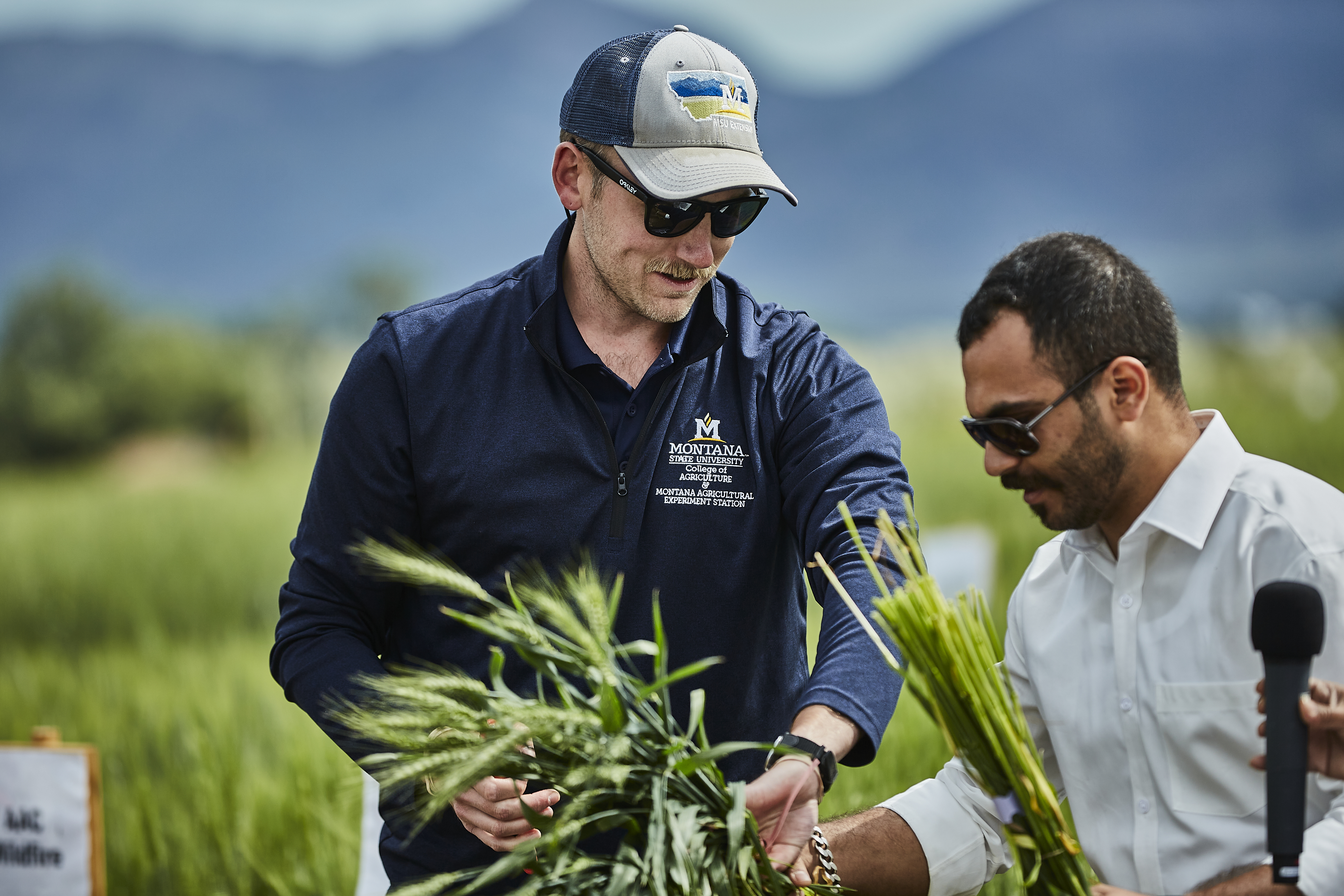 men looking at wheat