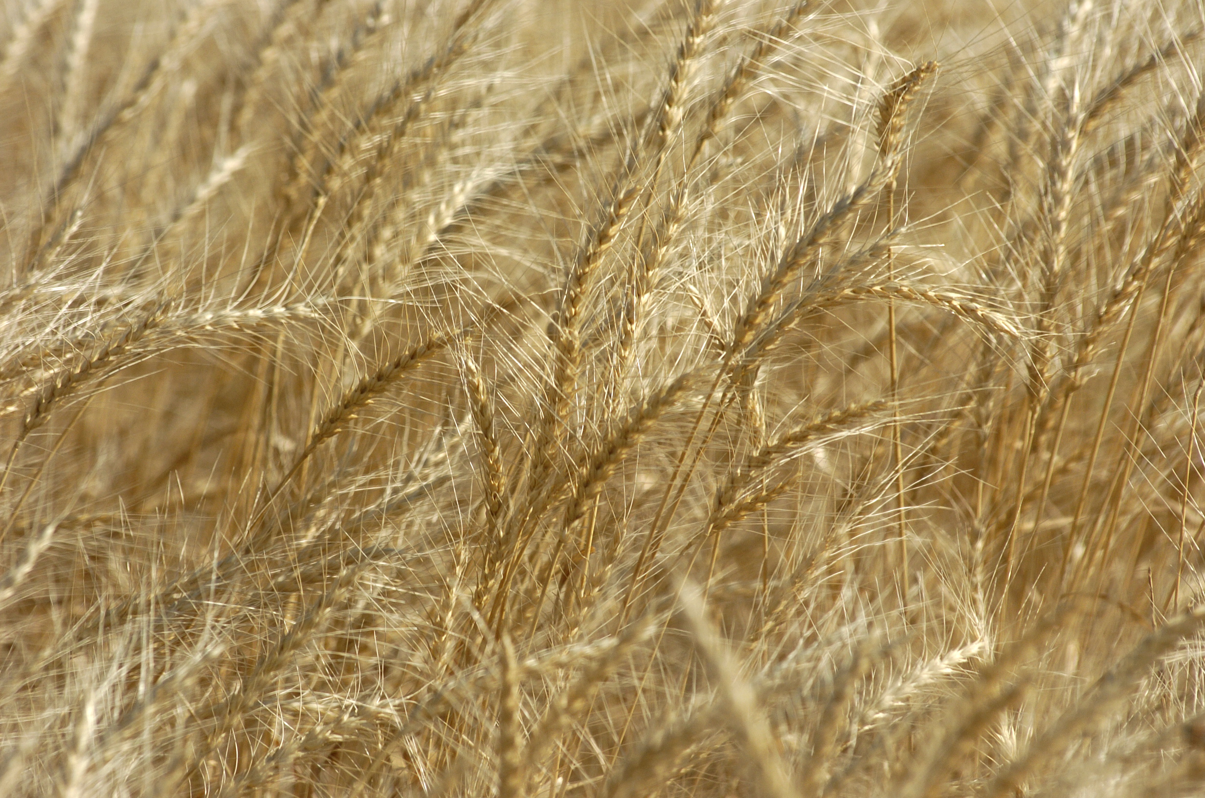 wheat