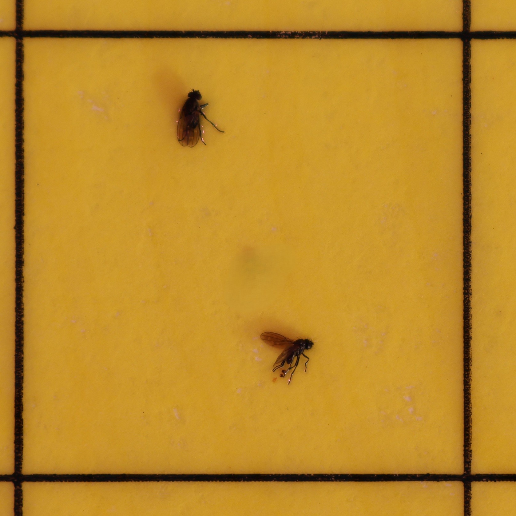 Two small flies stuck to a yellow card with a black grid
