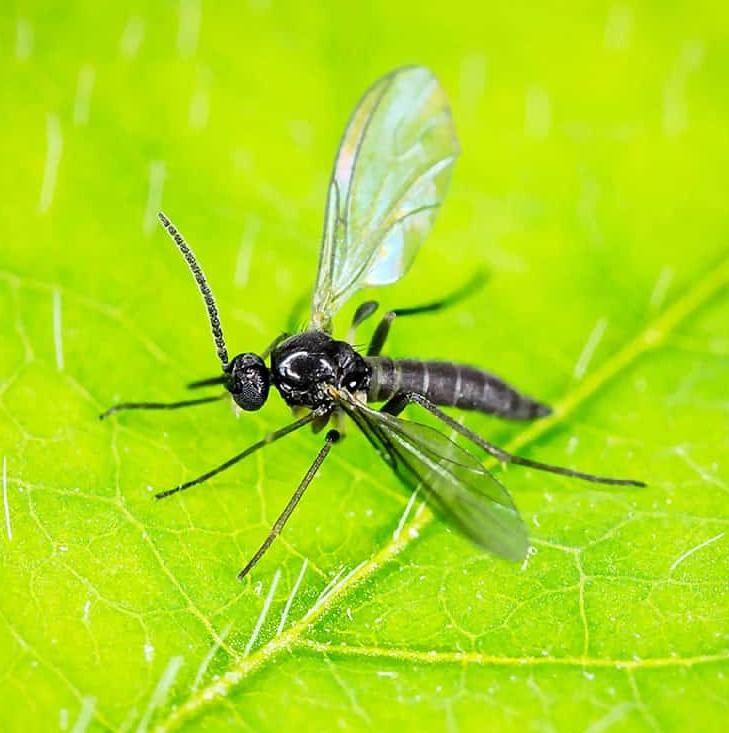 A small black gnat perched on a leaf