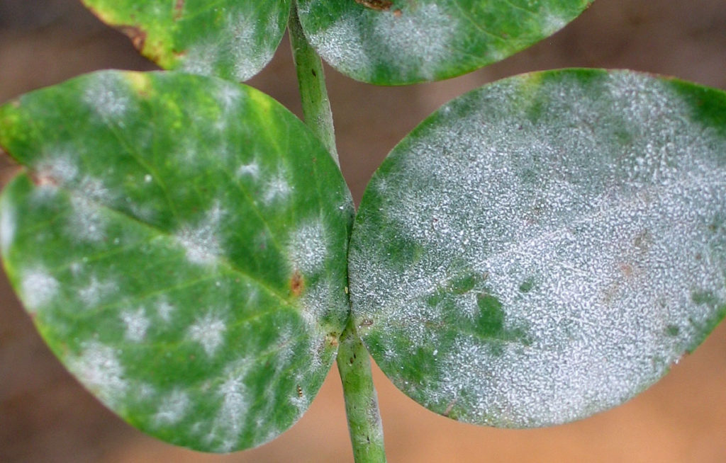 A pea leaf covered in fine white fungus