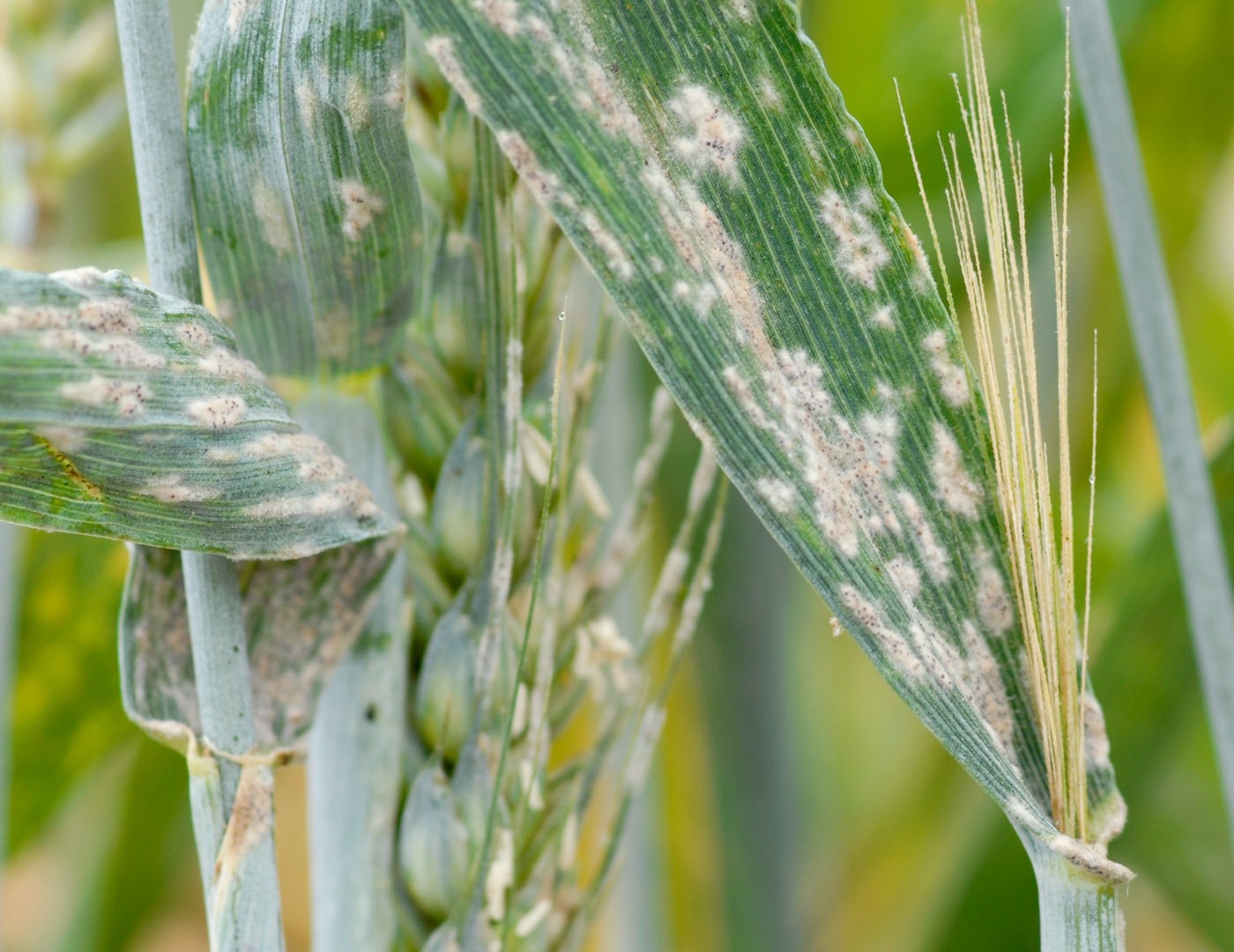 Wheat plants covered in a dusty tan fungus