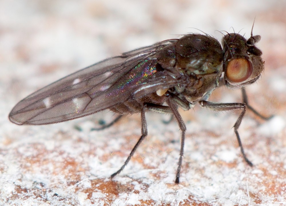 A small black fly with white spots on its wings